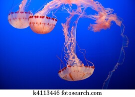 jellyfish jellyfish