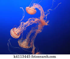 jellyfish jellyfish