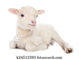Lamb sitting Lamb sitting