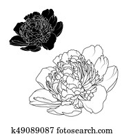 Peony rose flowers isolated black white contrast Peony rose flowers isolated black white contrast