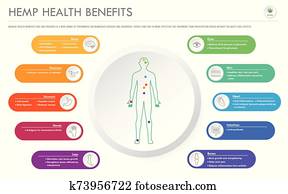 hanf, gesundheit, vorteile, horizontaler, geschaefts, infographic hanf, gesundheit, vorteile, horizontaler, geschaefts, infographic