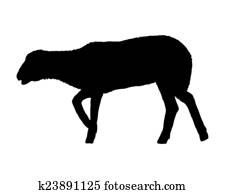 Lamb on white Lamb on white