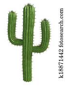 Cactus Cactus