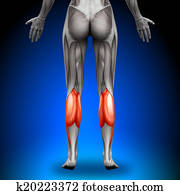Calves - Female Anatomy Muscles Calves - Female Anatomy Muscles