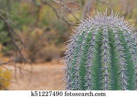 Water Drops Cactus Spines Tucson Arizona Usa Stock Photos ...