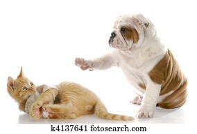 dog and cat fight dog and cat fight