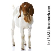 goat doeling standing goat doeling standing