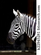 zebra zebra
