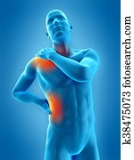 הבלט, חלקים, של, ה, גוף אנושי