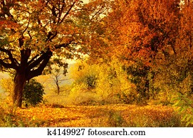 Autumn Forest Autumn Forest