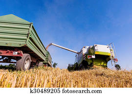 cornfield, com, trigo, em, colheita