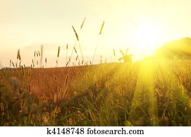 field on sunset