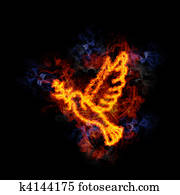 Fiery dove. Fiery dove.