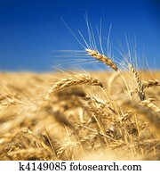 golden wheat against blue sky golden wheat against blue sky
