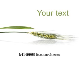 green wheat isolated on white