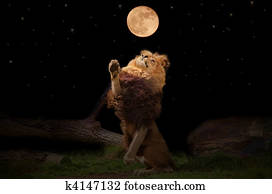 Lion Lion