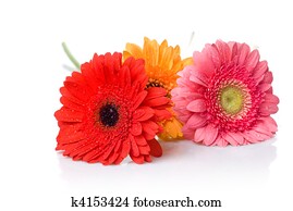 Bouquet from daisy-gerbera with water drops isolated on white