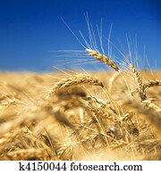 Field of gold wheat and blue sky