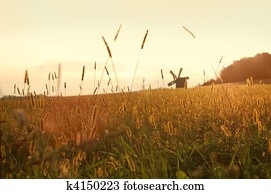 field on sunset