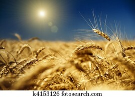 gold wheat and blue sky with sun