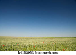 green wheat field and blue sky
