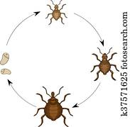 lice cartoon with eggs lice cartoon with eggs
