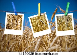 photos of wheat hang on rope with pins against wheat field