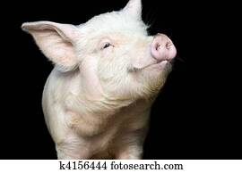 Portrait of a cute pig Portrait of a cute pig
