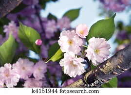spring blossom of purple sakura