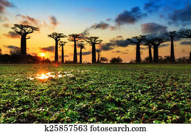 Sunset colors Baobab alley