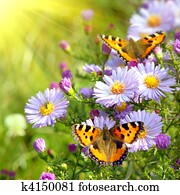 two butterfly on flowers two butterfly on flowers