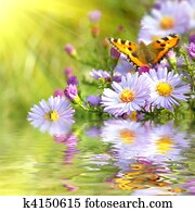 two butterfly on flowers with reflection two butterfly on flowers with reflection
