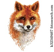 Colored fox illustration on white background Colored fox illustration on white background