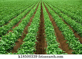 filas, de, vibrante, verde, colheita, plantas