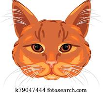 Ginger cat head isolated on white Ginger cat head isolated on white