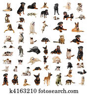 hunde, hundebabys, und, katzen