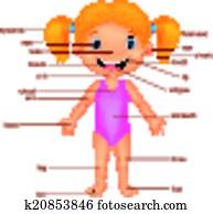 karikatúra, szókincs, része, test