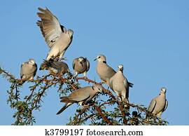 שכמייה, צב, יונות