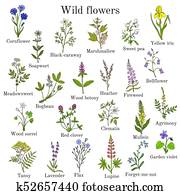 ヒース 花 ストックイメージ K Fotosearch