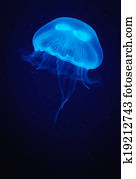 Jellyfish Jellyfish