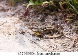 pregnant german common wall lizard