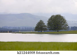 Trees, peaceful scene