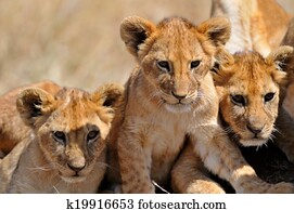 Leao Filhotes Banco De Imagens 1000 Leao Filhotes Fotografias Fotosearch