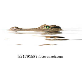 portrait alligator portrait alligator