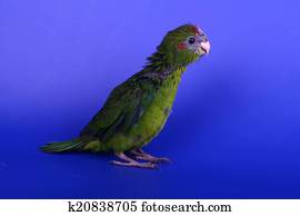 Red-fronted Kakariki parakeet baby