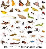 Set of insects over white background Set of insects over white background
