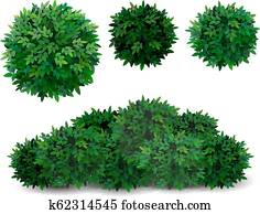 tree crown foliage bush tree crown foliage bush