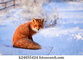 fox fox