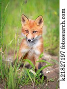 fox fox