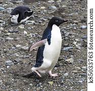Adelie Chinstrap Penguins Frei Station Antarctica